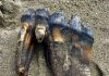 Woman walking on California beach finds ancient mastodon tooth