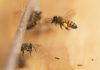 Honeybee health blooms at federal facilities across the country