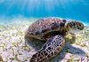 World Sea Turtle Day