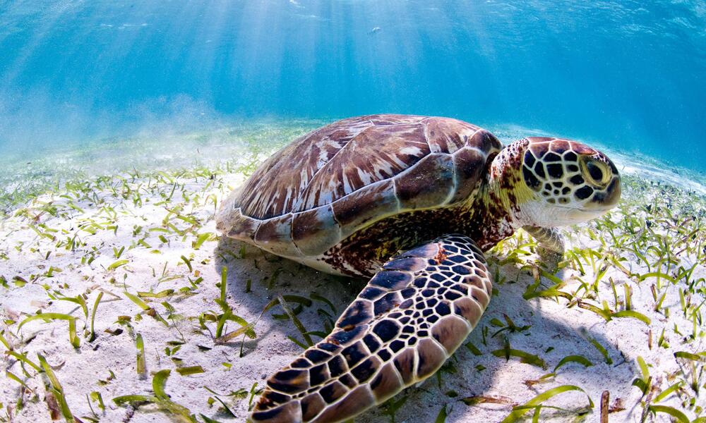 World Sea Turtle Day - Aruba Today