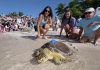 Rehabilitated sea turtle released in Florida Keys