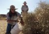 California’s big bloom aids seed collectors as wildfires threaten desert species