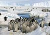 Loss of Antarctic ice hurting survival of emperor penguin chicks, study says