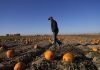 How extreme weather in the US may have affected the pumpkins you picked this year for Halloween