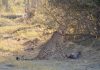 Cheetahs become more nocturnal on hot days