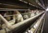 U.S. egg producers conspired to fix prices from 2004 to 2008