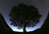 2 men arrested in an investigation into a famous tree that was felled near Hadrian’s Wall in England