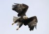 Men charged with killing 3,600 birds, including bald and golden eagles, to sell on black market