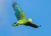 The first Yellow-Shouldered Amazon take free flight into Aruba’s nature