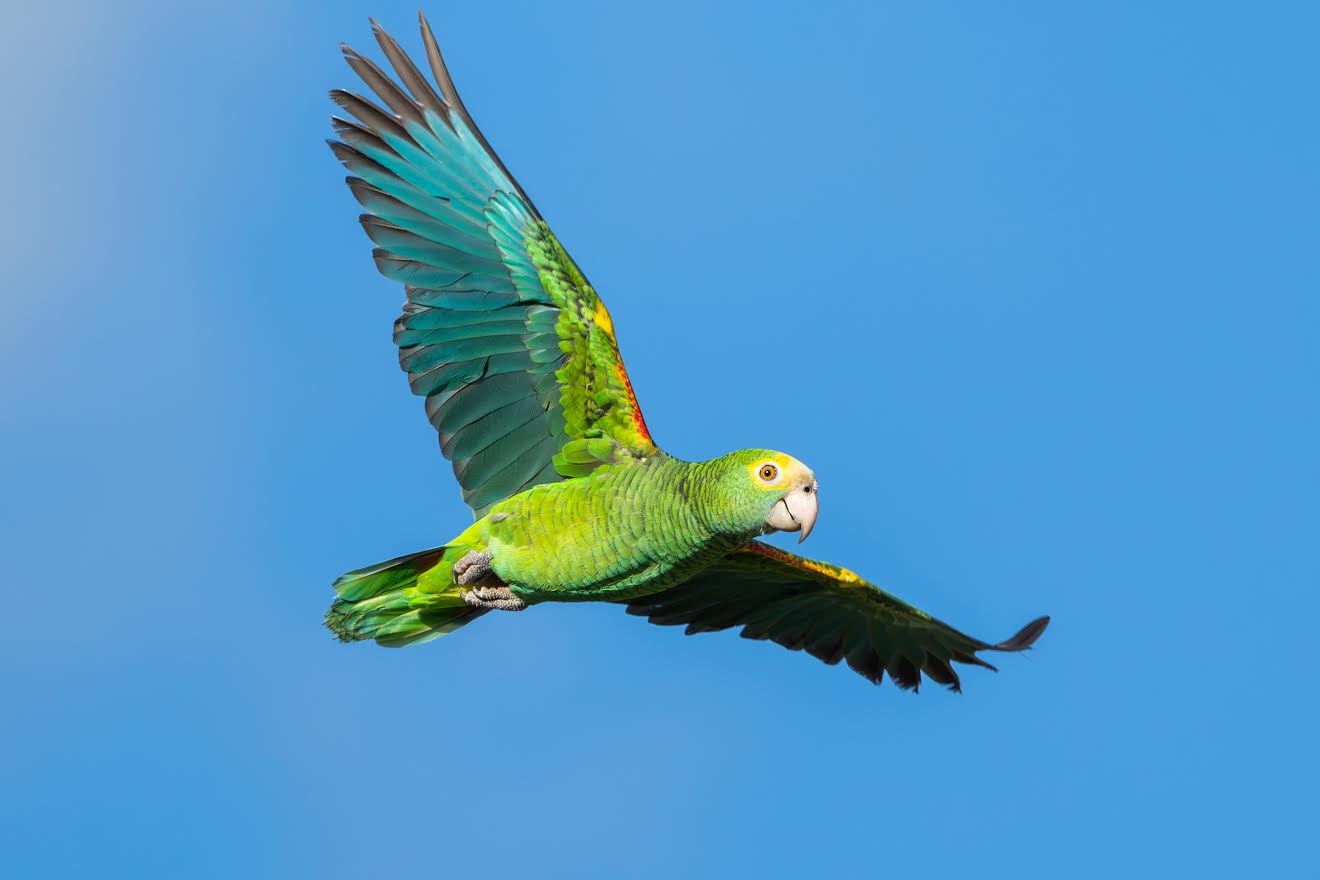 The first Yellow-Shouldered Amazon take free flight into Aruba\'s nature -  Aruba Today