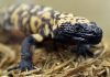 A Colorado man is dead after a pet Gila monster bite
