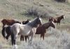 Wild horses facing removal in a North Dakota national park just got another strong ally: Congress