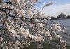 More than 100 iconic cherry trees in Washington are being cut down