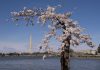 Japan is giving Washington 250 new cherry trees to replace those to be lost in construction work