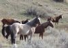 Wild horses to remain in North Dakota’s Theodore Roosevelt National Park, lawmaker says