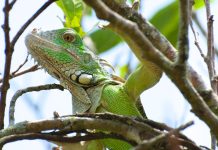 Sun catchers: The Iguana IGUANA YUWANA