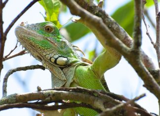 Sun catchers: The Iguana IGUANA YUWANA