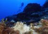 Experts say coral reef bleaching near record level globally because of ‘crazy’ ocean heat
