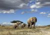 African elephants call each other by unique names, new study shows