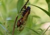 Collecting sex-crazed zombie cicadas on speed: Scientists track a bug-controlling super-sized fungus