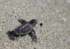 Florida’s balloon ban will protect sea turtles, birds and other marine life