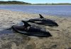Cape Cod’s fishhook topography makes it a global hotspot for mass strandings by dolphins