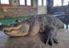 Albert the alligator’s owner sues New York state agency in effort to be reunited with seized pet