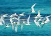 Yesterday marked World Seabird Day