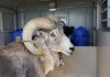 Montana man to be sentenced for cloning giant sheep to breed large sheep for captive trophy hunts