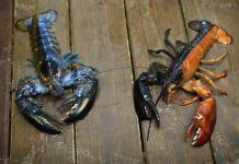Just how rare is a rare-colored lobster? Scientists say answer could be under the shell