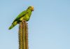 Aruba Conservation Foundation to host information night about the ‘Lora’; Get your update on the reintroduction of Aruba’s most beautiful bird