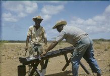 Aruba: The island of Aloes