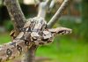 The Boa and what to do when encountering one