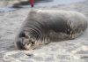 Baby seal stabbed on Oregon coast prompts search for suspect