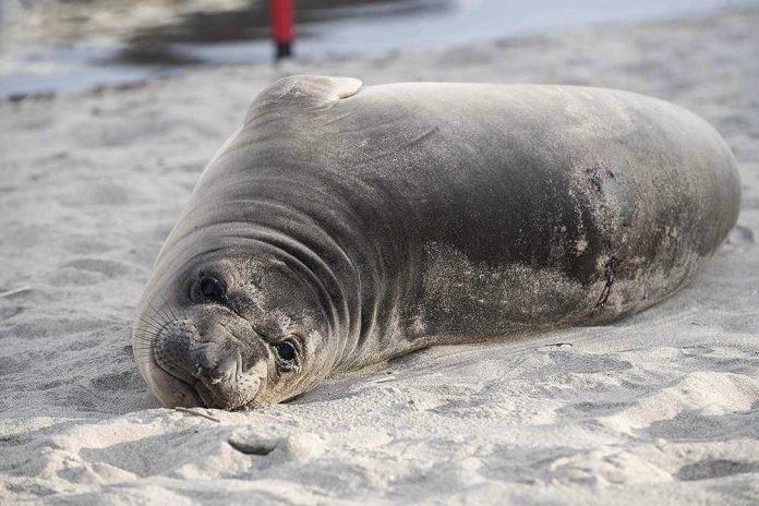 Baby Seal Stabbing
