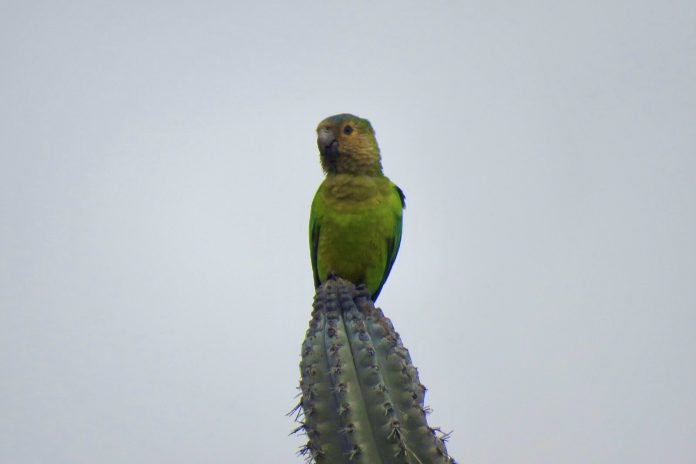 BIRDS OF ARUBA (2)