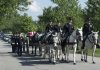Army will end most of its ceremonial horse programs and adopt out the animals