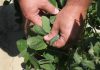 The Environmental Protection Agency wants to bring back the weed killer dicamba