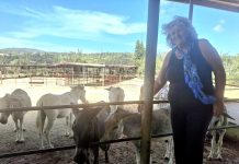 Donkey Sanctuary Aruba working to preserve donkeys in Aruba