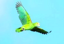 PSA from the Aruba Conservation Foundation: How to behave when you see a “lora”