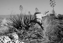Episode CCCXVII – 317: AGAVE: Ancestral Wisdom for a Sustainable Future