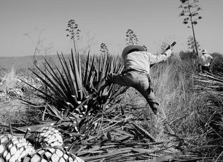 Episode CCCXVII – 317: AGAVE: Ancestral Wisdom for a Sustainable Future