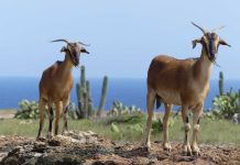 Aruba to me: Martin Reinstein