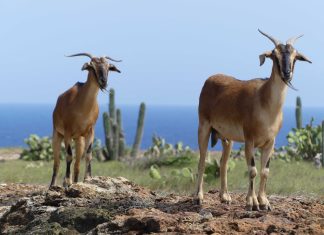 Aruba to me: Martin Reinstein