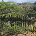 Fun facts about cacti hedges “Trankera” (2)