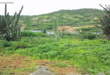 Episode CCCXXVI-326: Rooted in Aruba: Flora, Identity, and the Call to Preserve