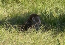 Mississippi woman kills escaped monkey fearing for her children’s safety