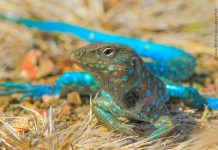 Sun catcher: The Cododo