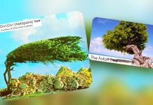 Episode CCCXX-330; Where the Wind Carves Legends: The Watapana and Fofoti of Aruba