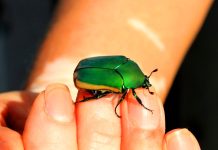 Episode CCCXXXI-331: Tor di Suerte β The Green Beetle of Our Island